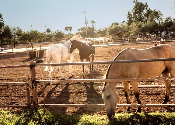 A group of horses at Hunkapi Farms.